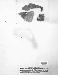 Polyporus schweinitzii image